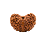 1 Mukhi Rudraksha (Half Moon)