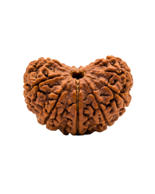 1 Mukhi Rudraksha (Half Moon)