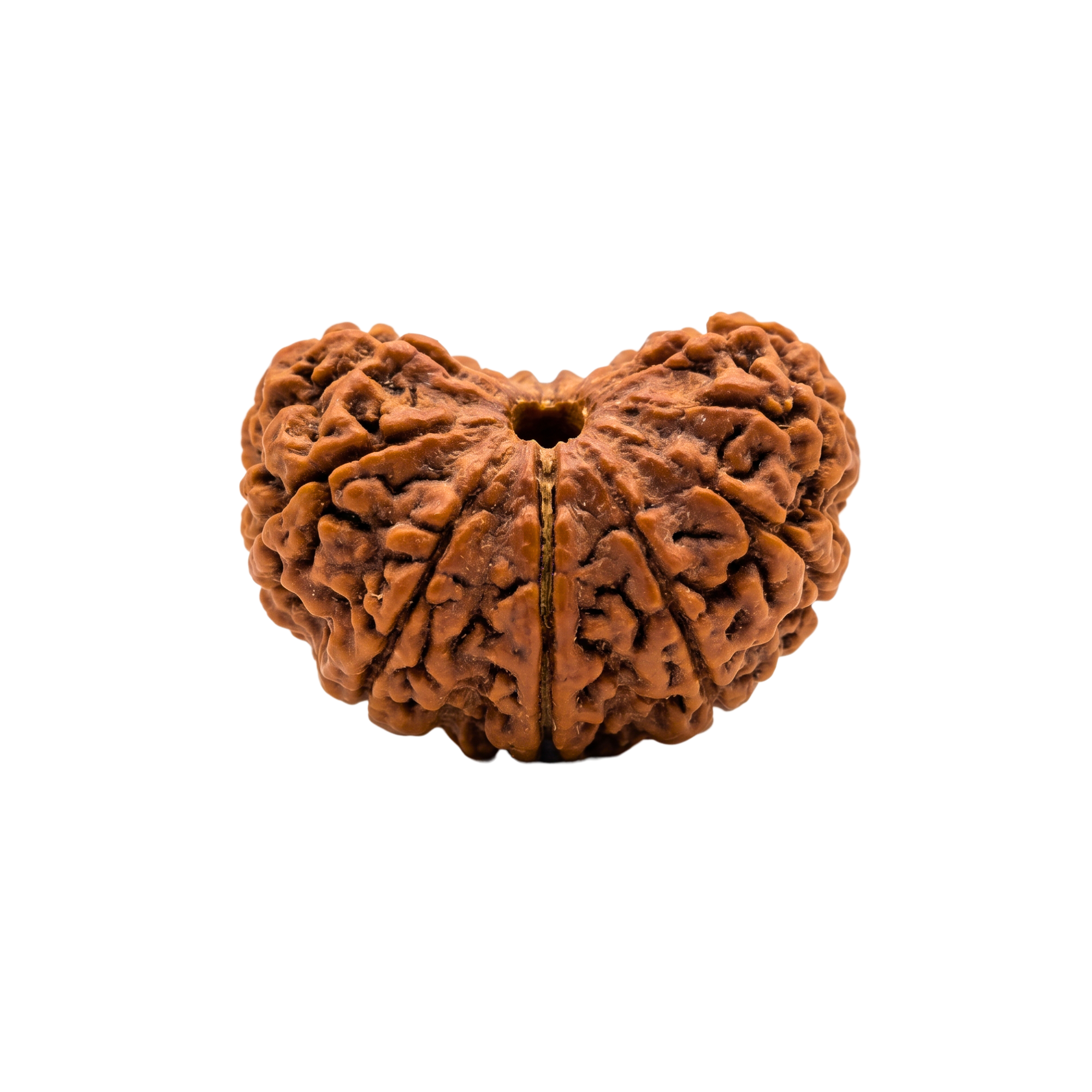 1 Mukhi Rudraksha (Half Moon)