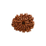 10 Mukhi Rudraksha