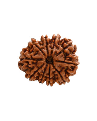 10 Mukhi Rudraksha