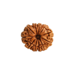 11 Mukhi Rudraksha