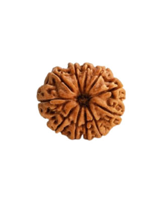 11 Mukhi Rudraksha
