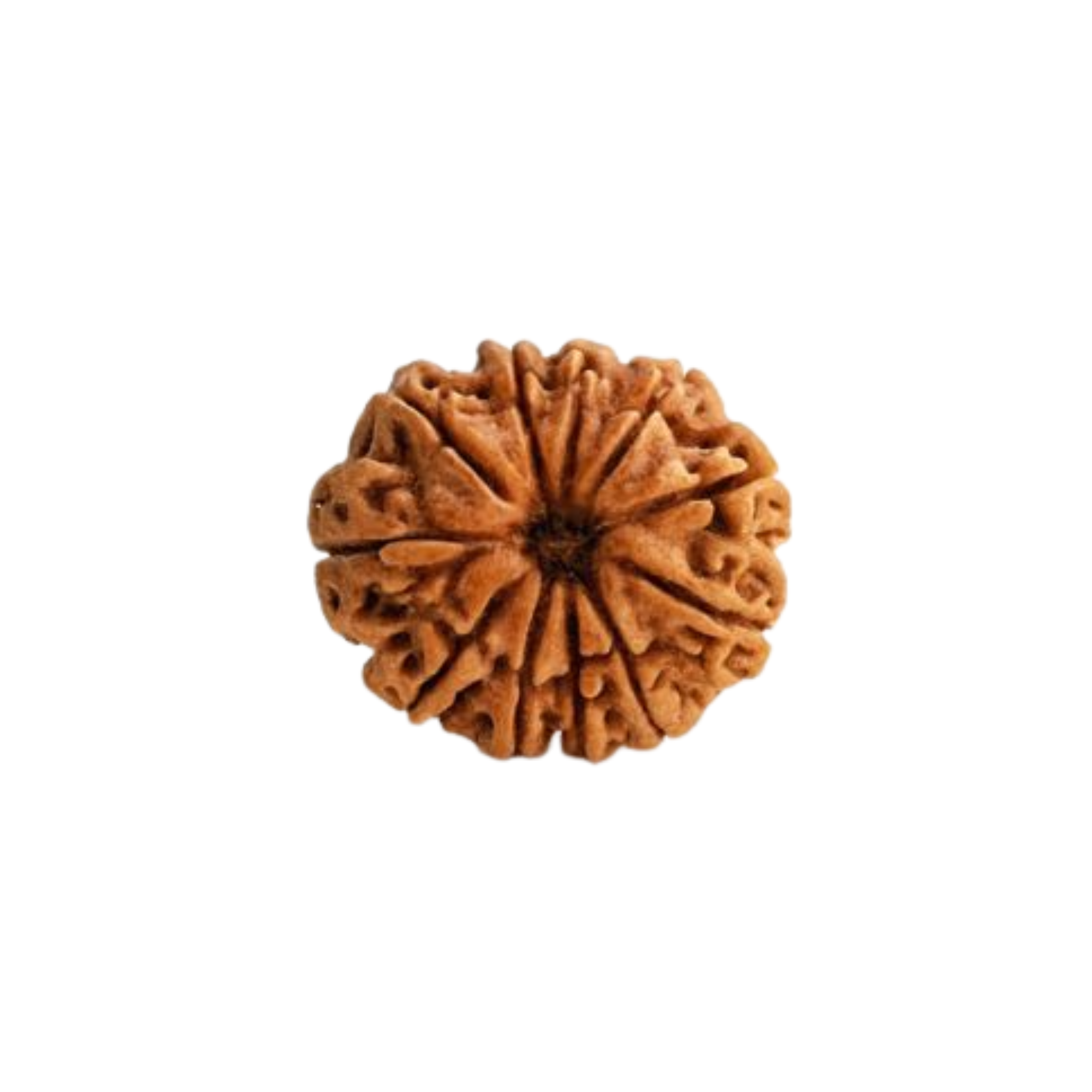 11 Mukhi Rudraksha
