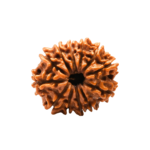 12 Mukhi Rudraksha