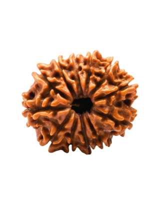 12 Mukhi Rudraksha