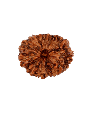 13 Mukhi Rudraksha