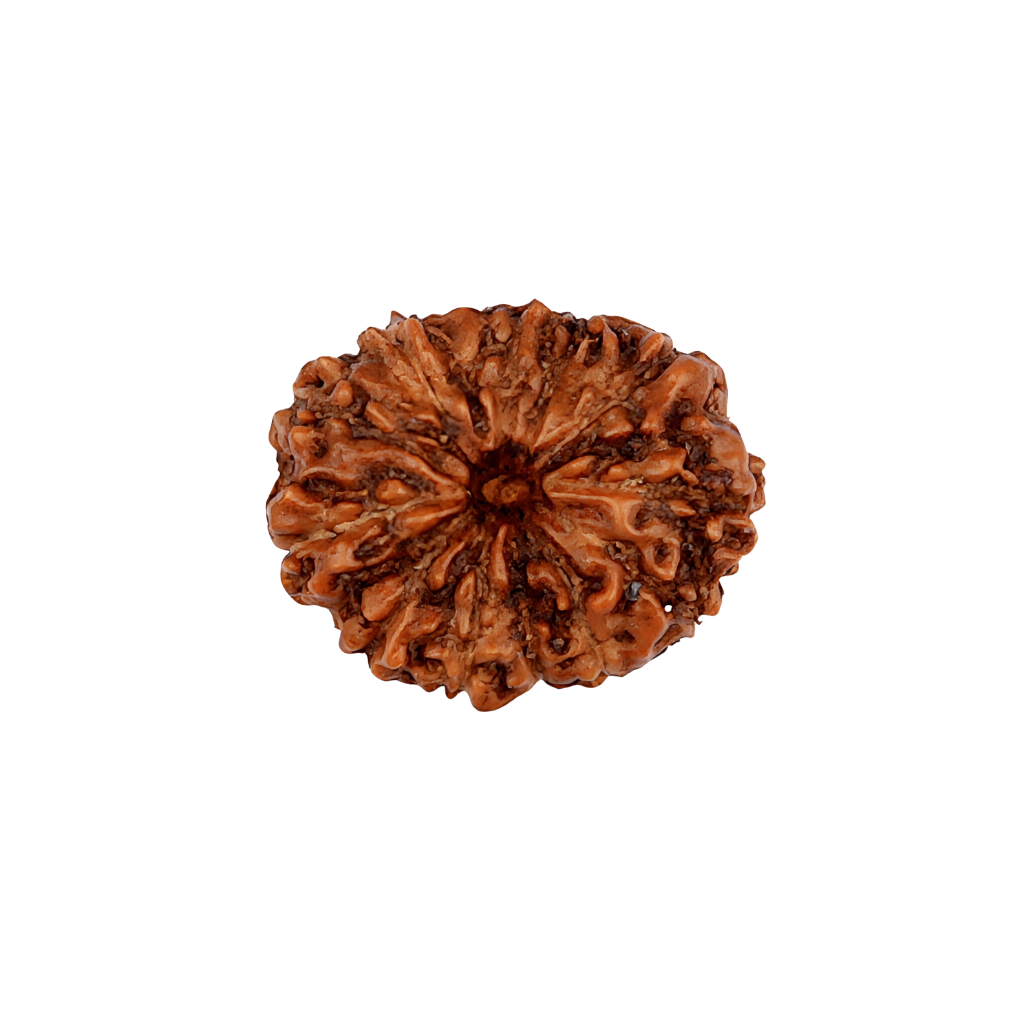 13 Mukhi Rudraksha