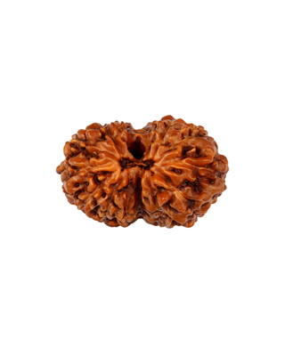 14 Mukhi Rudraksha