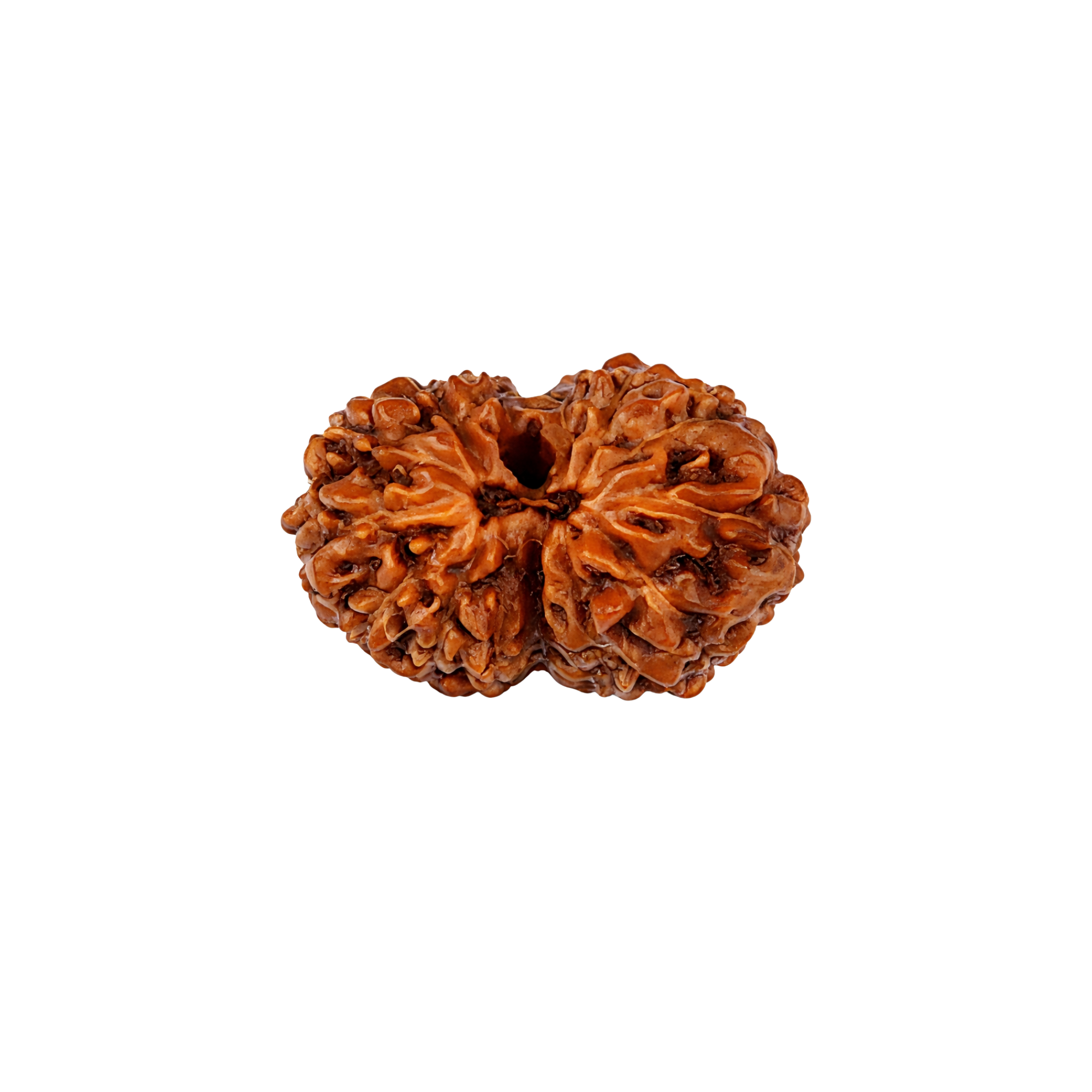 14 Mukhi Rudraksha