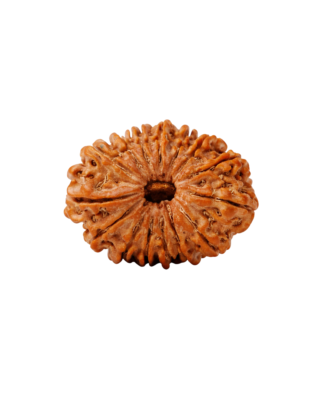 15 Mukhi Rudraksha