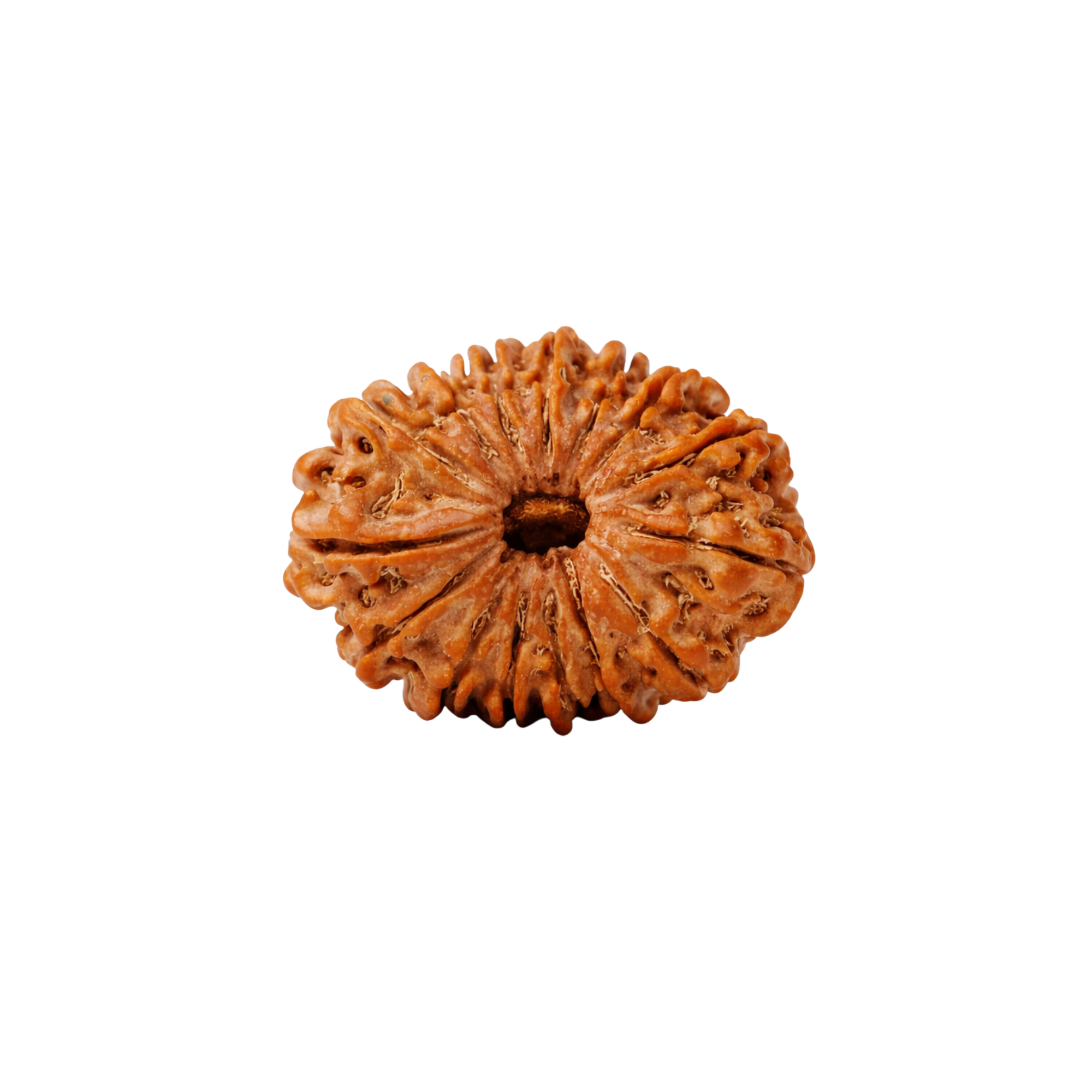 15 Mukhi Rudraksha