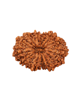 16 Mukhi Rudraksha
