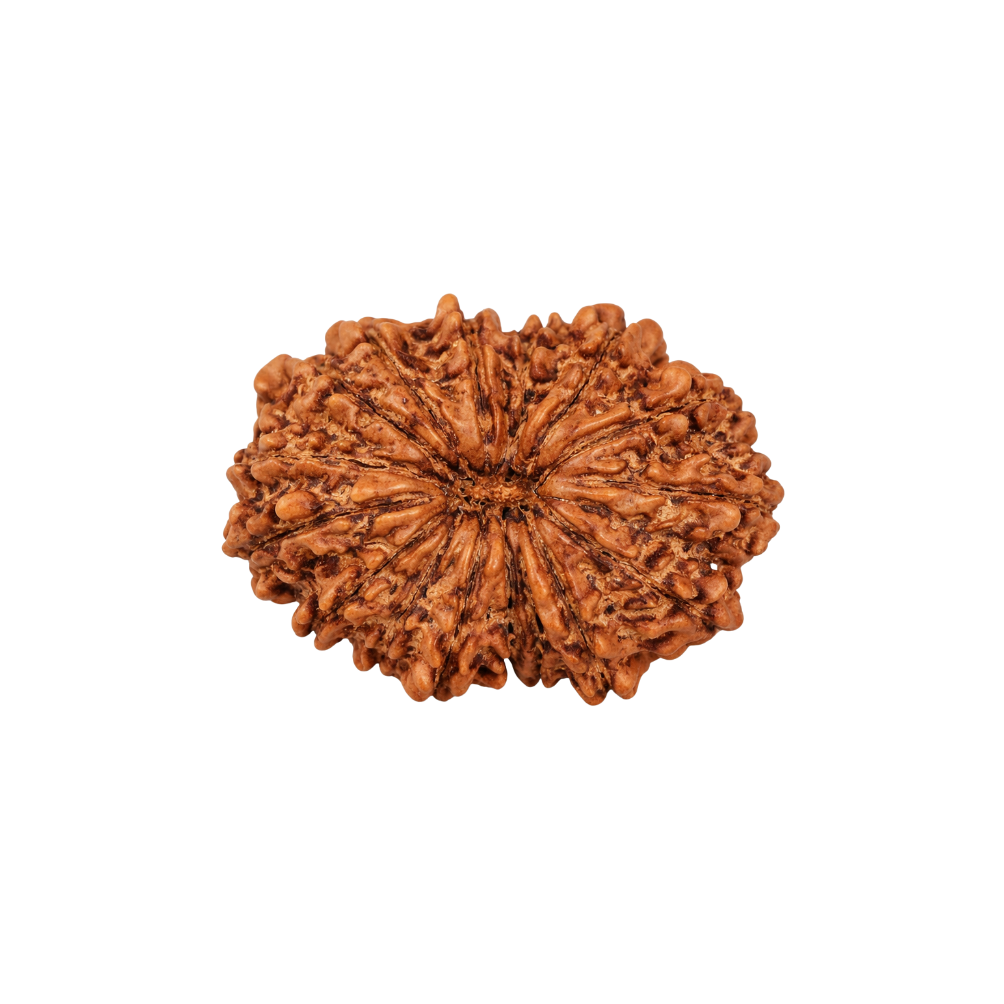 16 Mukhi Rudraksha
