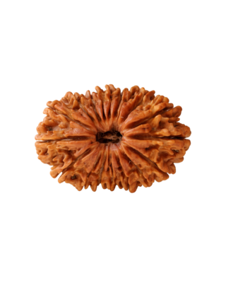 17 Mukhi Rudraksha