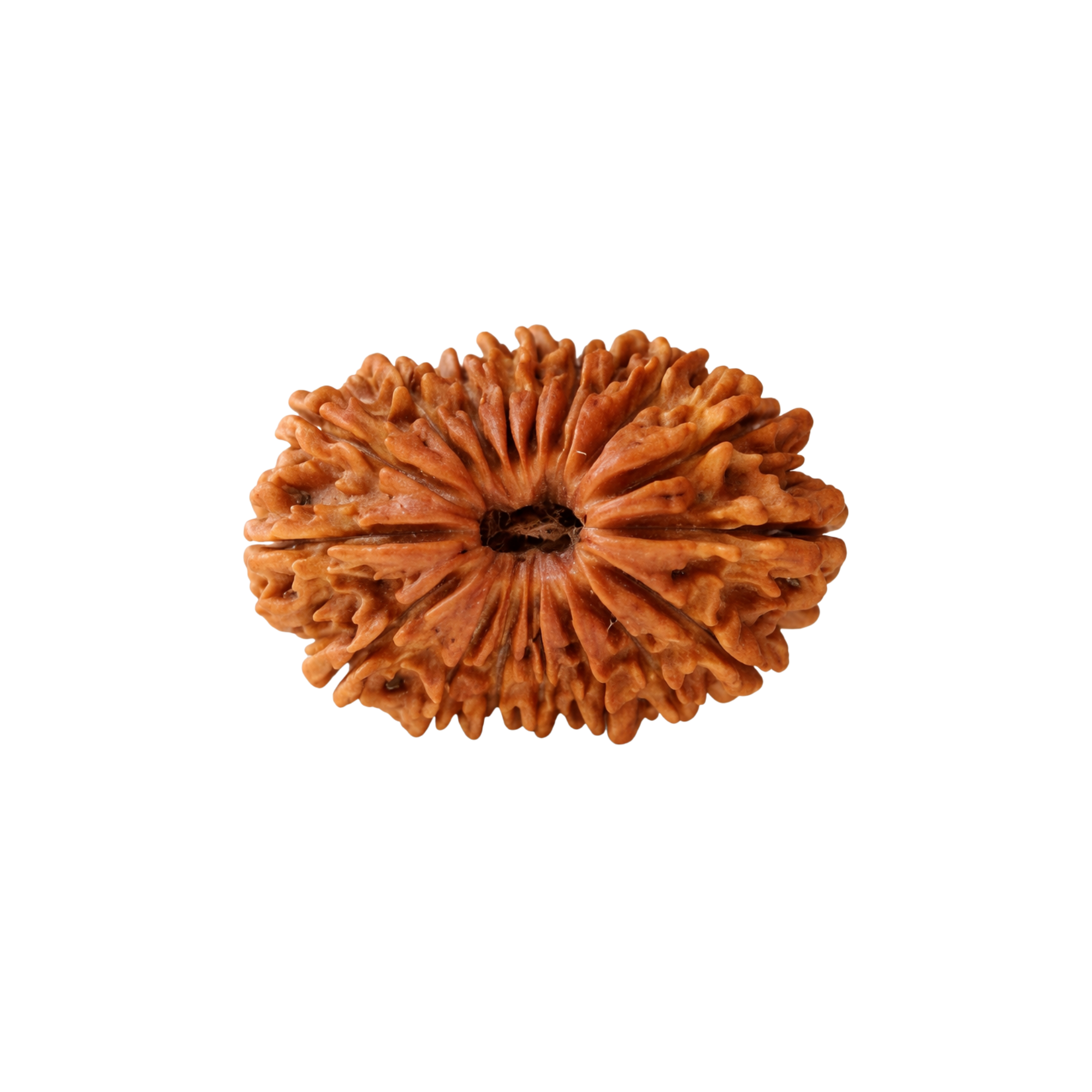 17 Mukhi Rudraksha