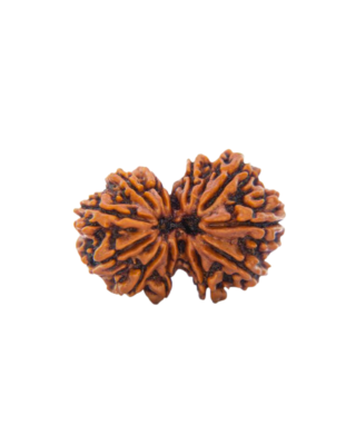 Gauri Shankar Rudraksha