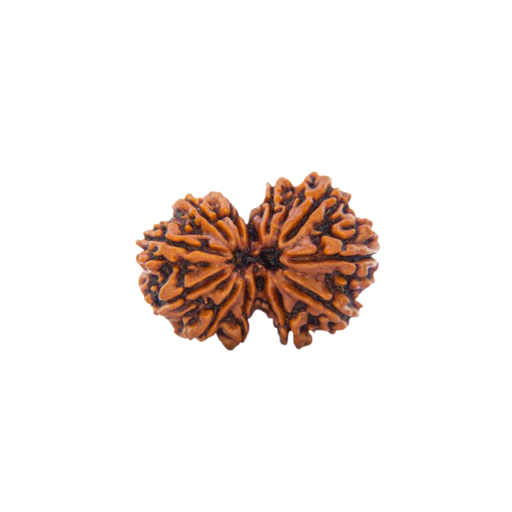 Gauri Shankar Rudraksha