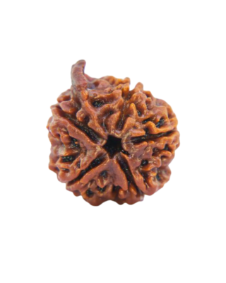 Ganesh Rudraksha