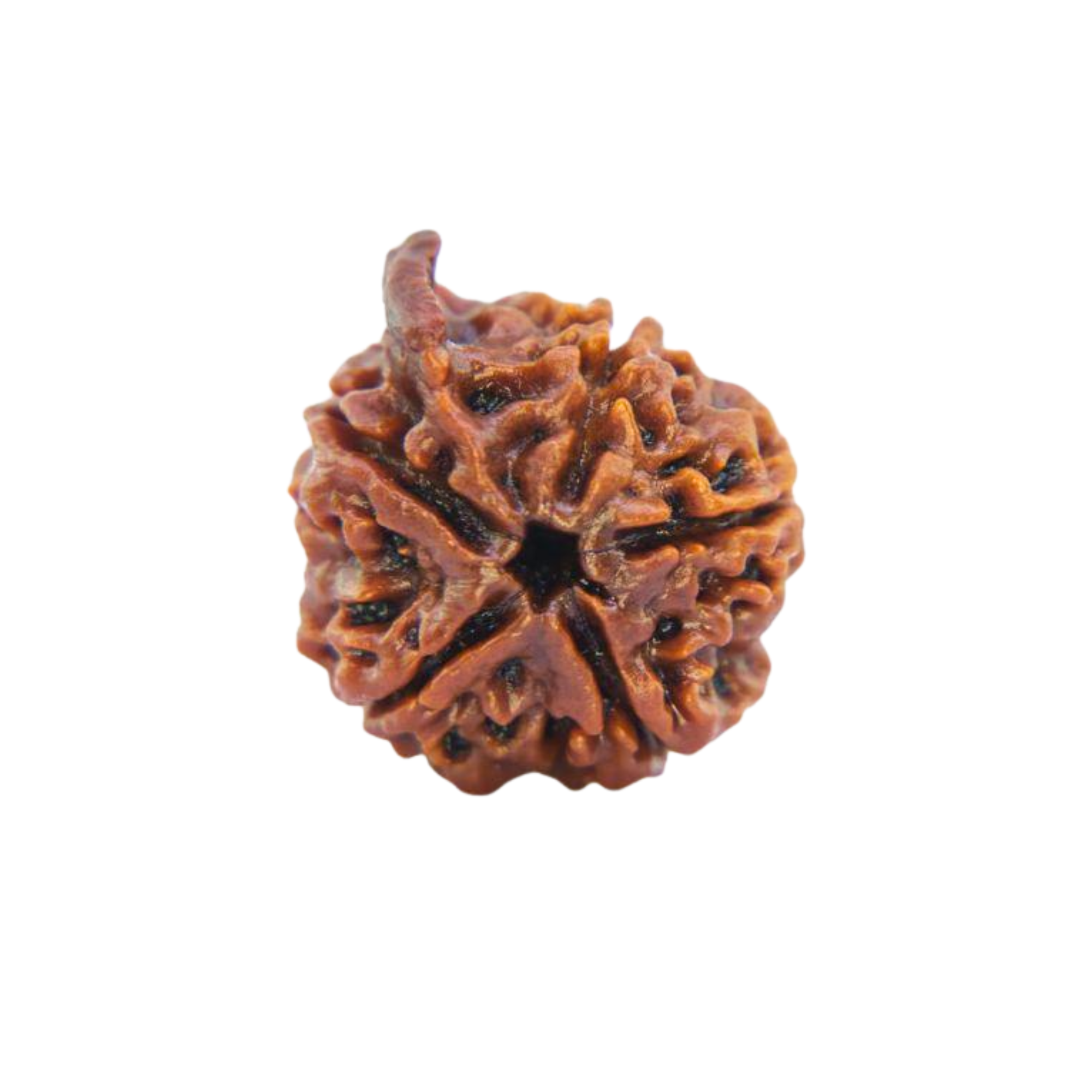 Ganesh Rudraksha