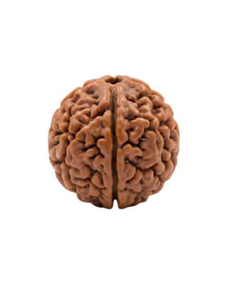 2 Mukhi Rudraksha
