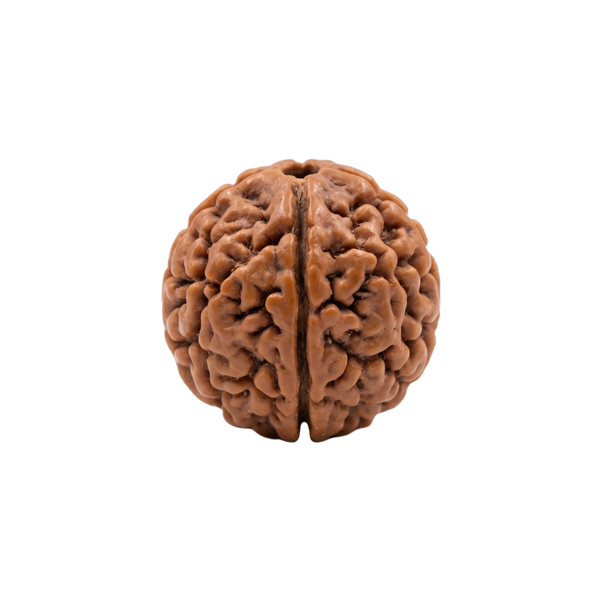 2 Mukhi Rudraksha