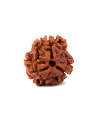 3 Mukhi Rudraksha