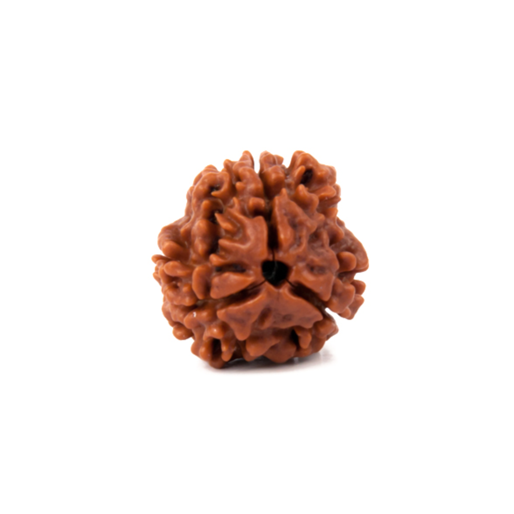 3 Mukhi Rudraksha