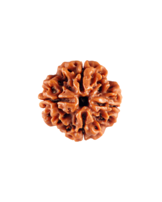 4 Mukhi Rudraksha