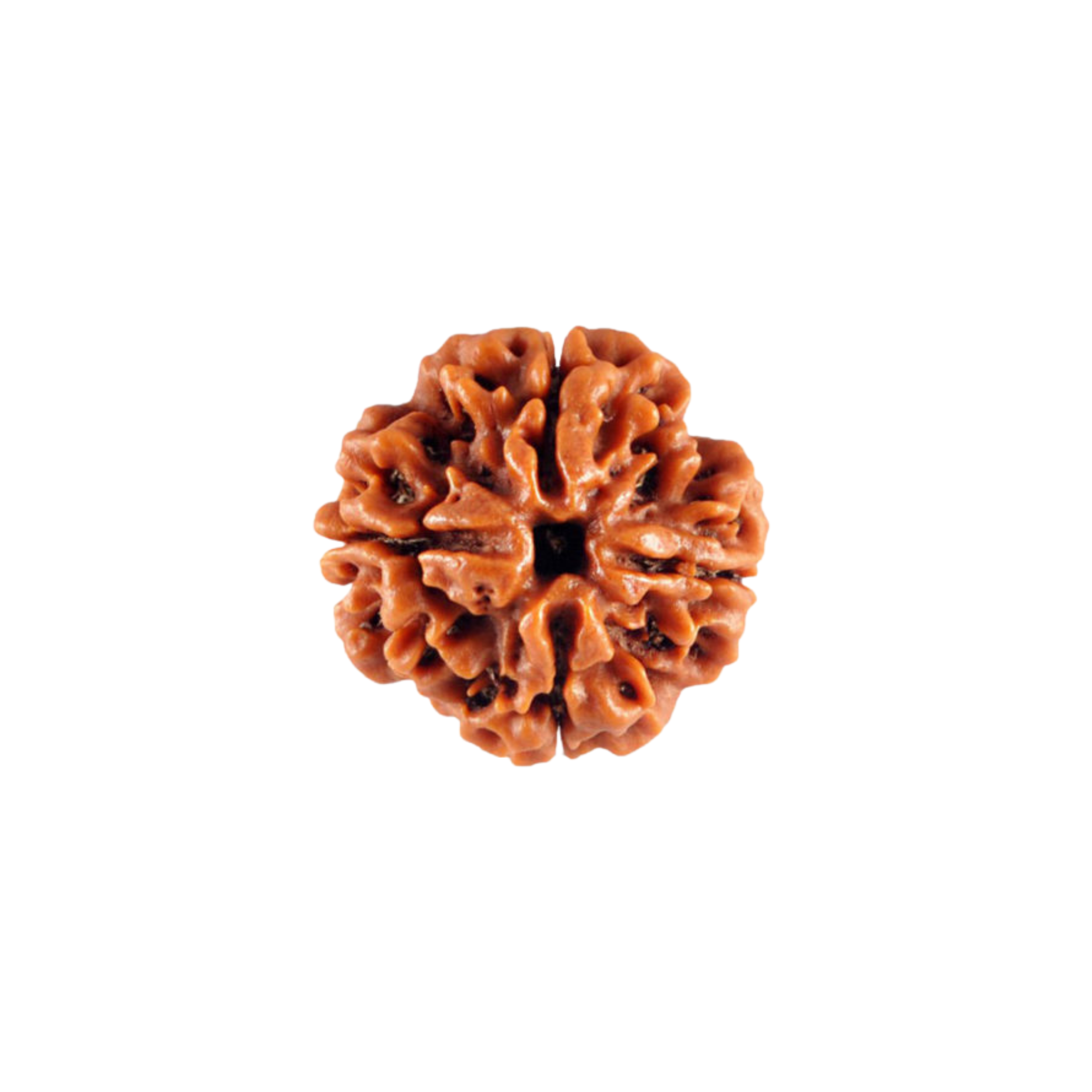 4 Mukhi Rudraksha