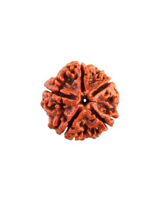 5 Mukhi Rudraksha