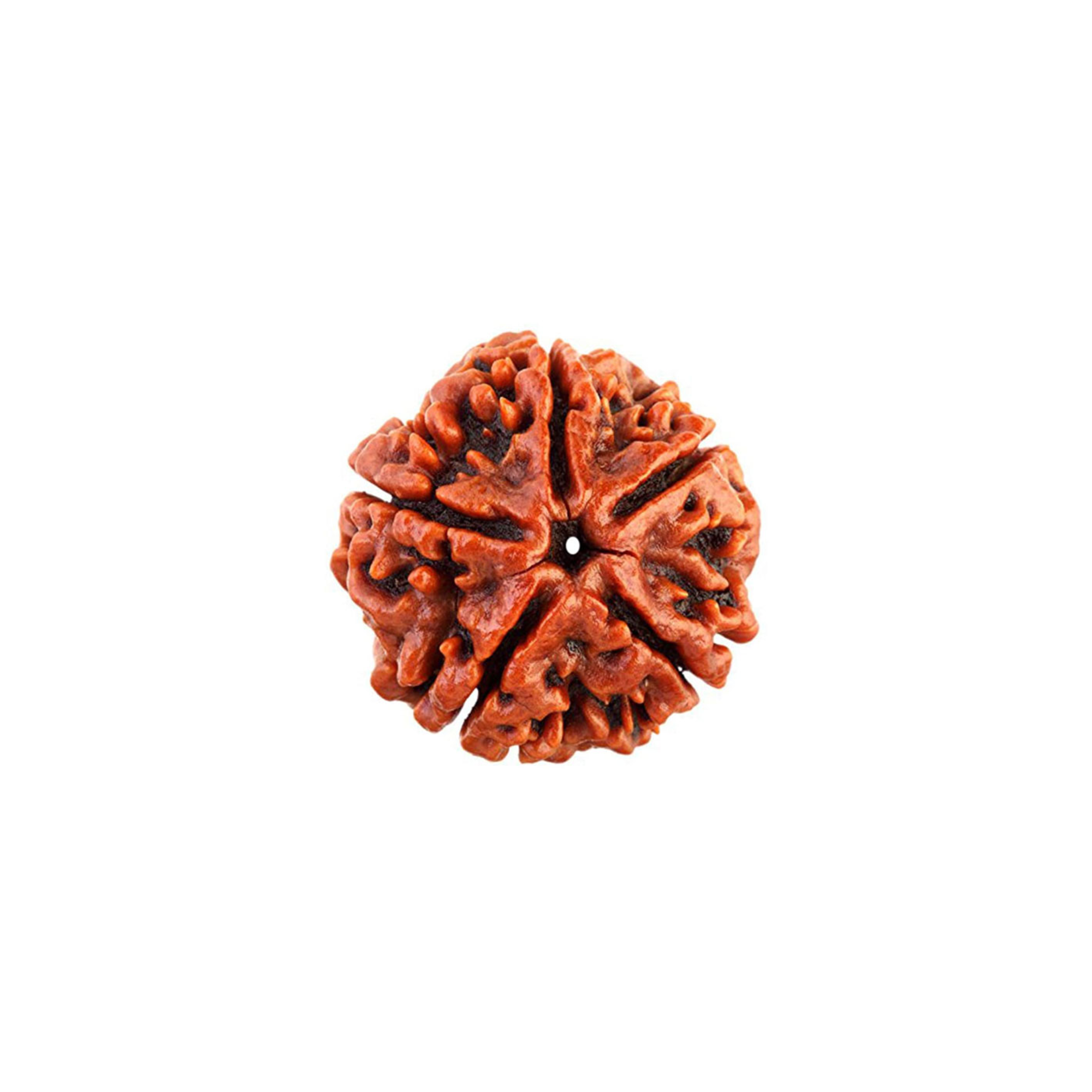 5 Mukhi Rudraksha
