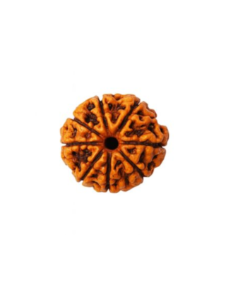 6 Mukhi Rudraksha