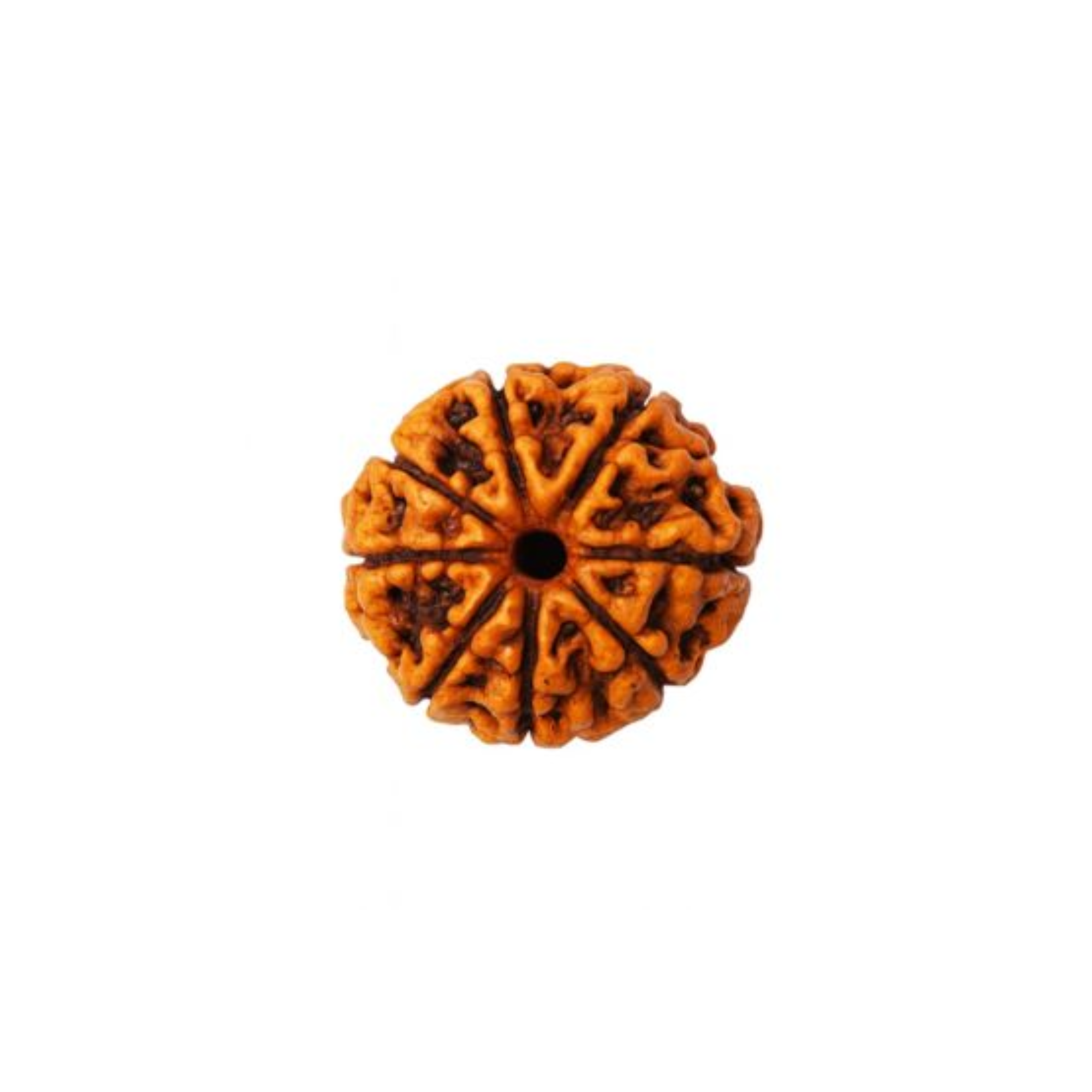 6 Mukhi Rudraksha