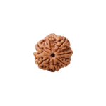 7 Mukhi Rudraksha