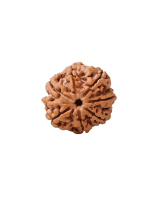 7 Mukhi Rudraksha