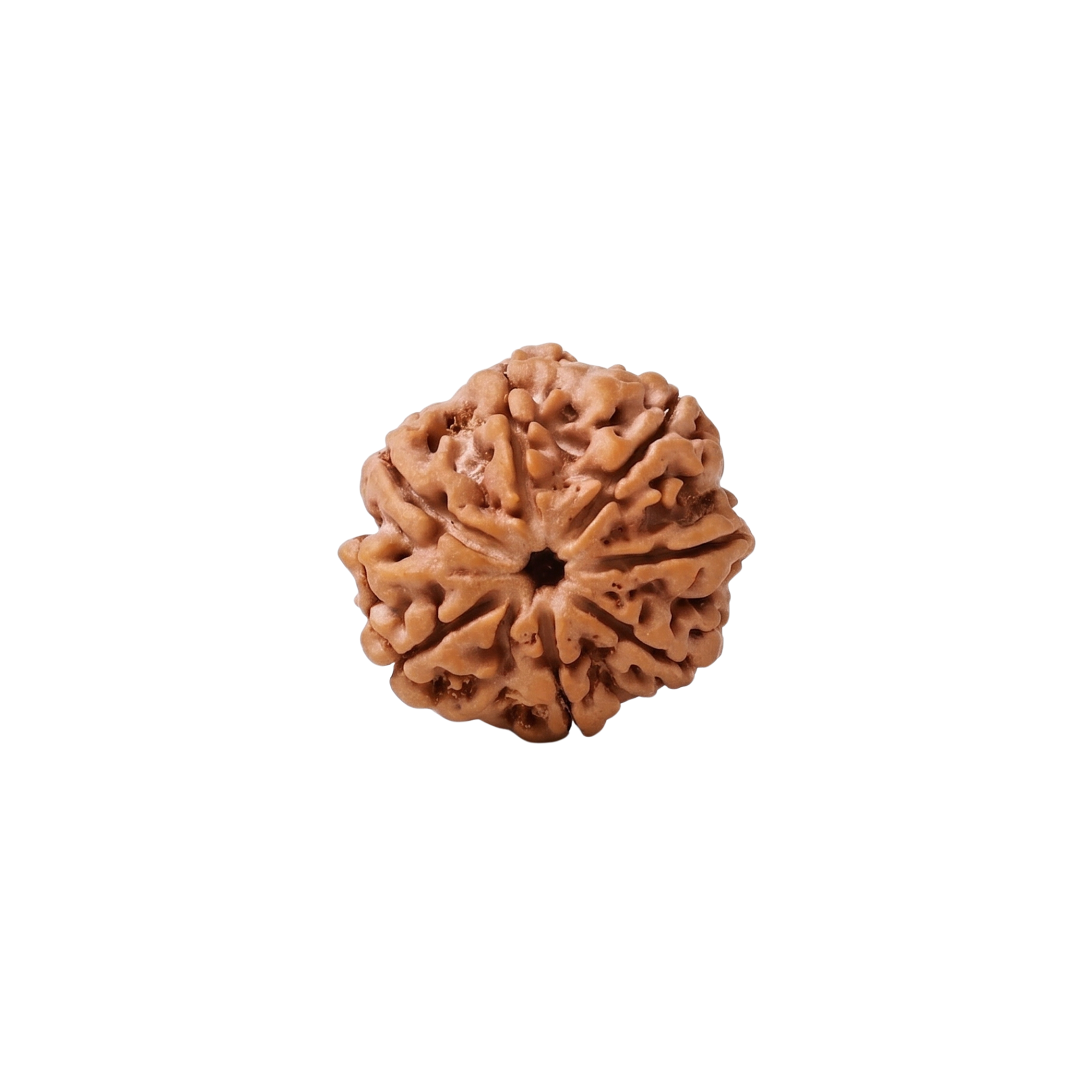 7 Mukhi Rudraksha