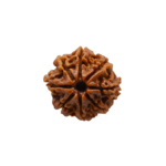 8 Mukhi Rudraksha