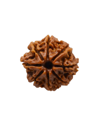 8 Mukhi Rudraksha