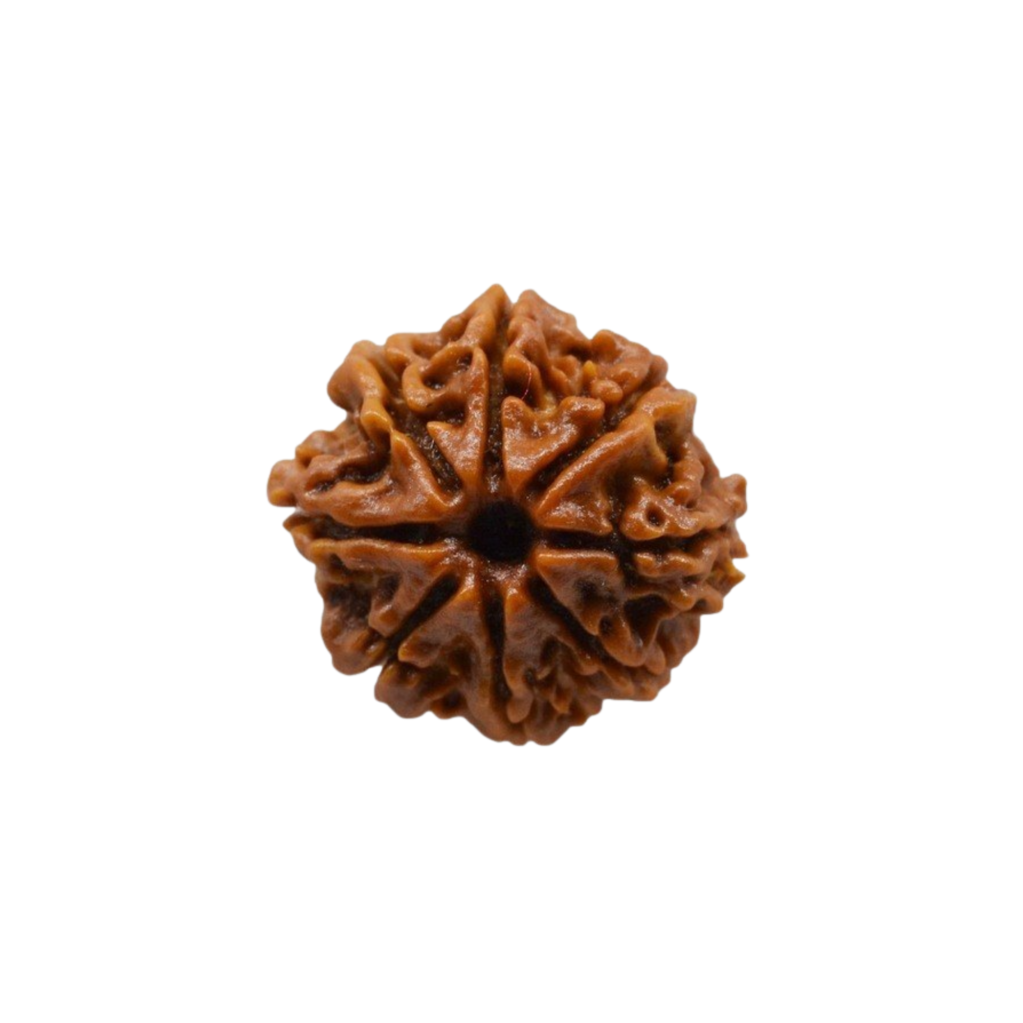 8 Mukhi Rudraksha