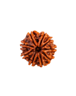9 Mukhi Rudraksha