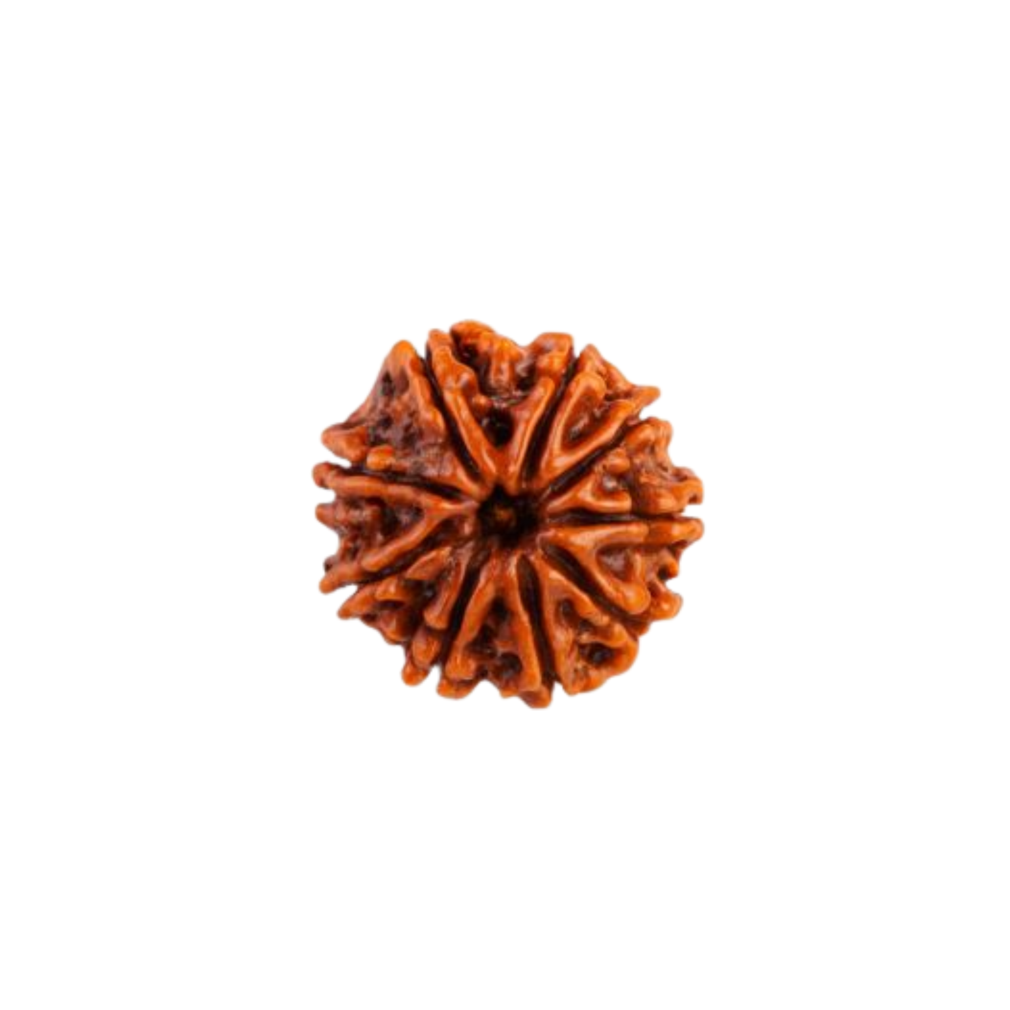 9 Mukhi Rudraksha